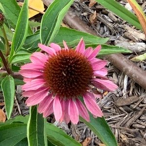 Meet your Posher, Carla